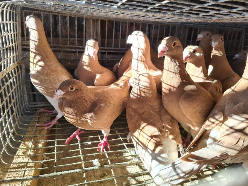 IMG-20231228-WA0001 - Nu îmi aparțin 7