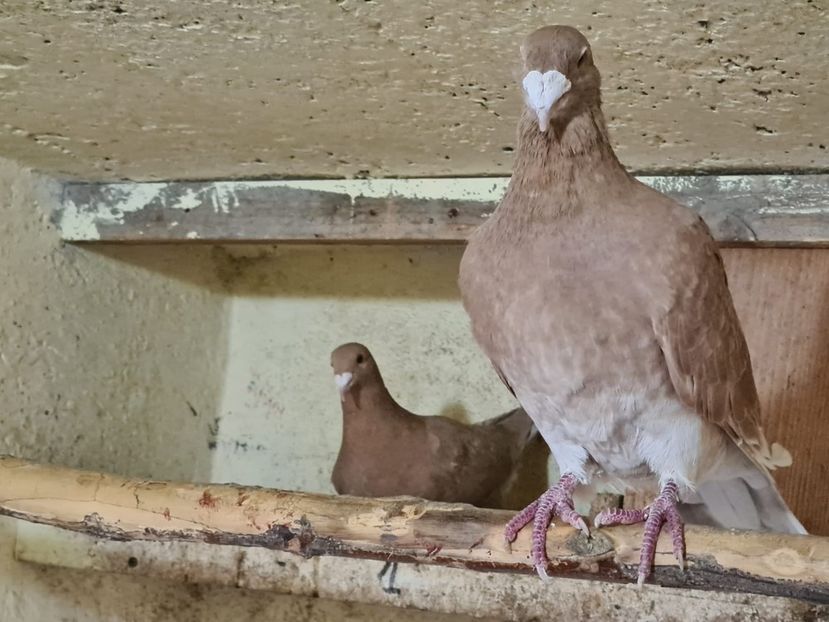 IMG-20231228-WA0006 - Nu îmi aparțin 7