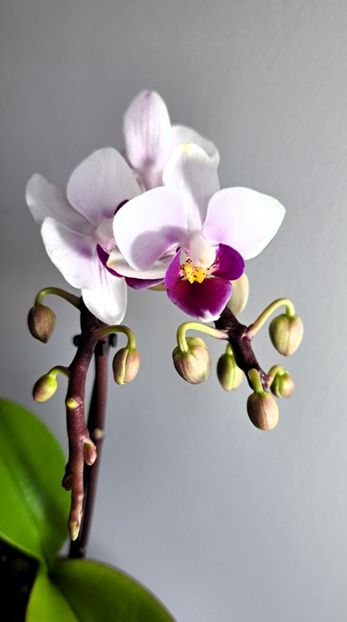  - Mini phalaenopsis