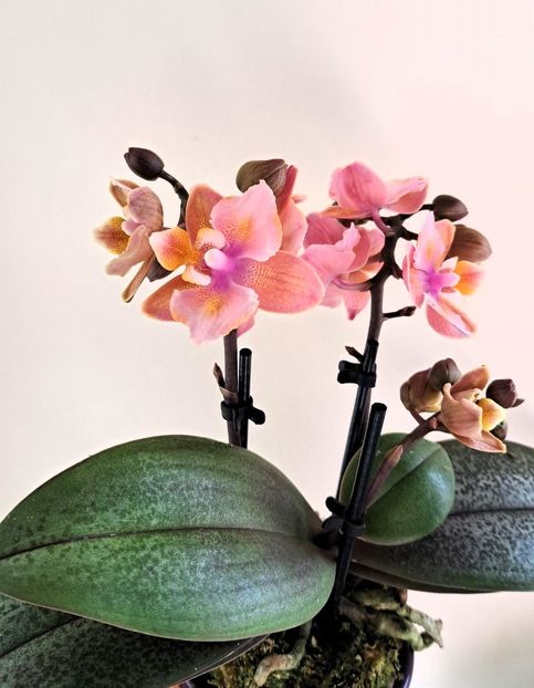  - Mini phalaenopsis
