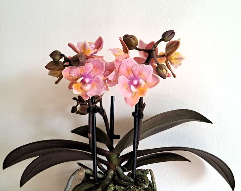 Odorion - Mini phalaenopsis