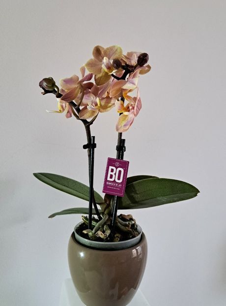  - Mini phalaenopsis