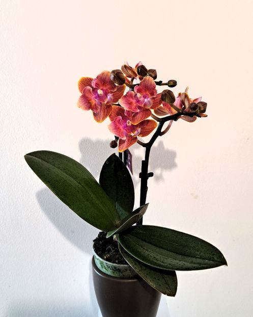  - Mini phalaenopsis