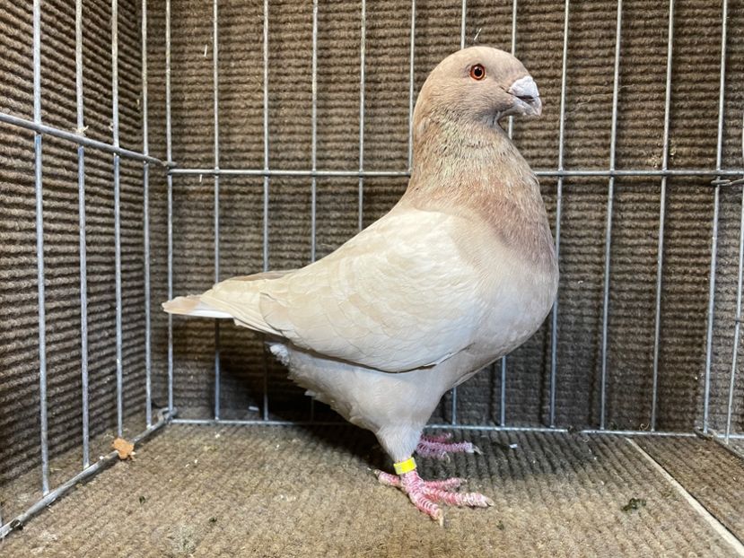  - Porumbei Vânduți