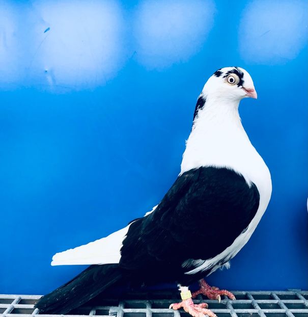 17013  Femelă  2023 - Jucători de Galați