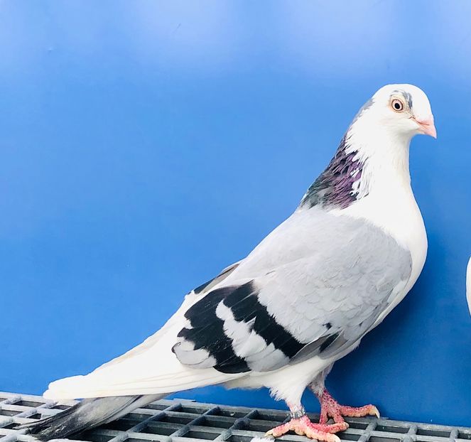 8523  Femelă  2020 - Jucători de Galați