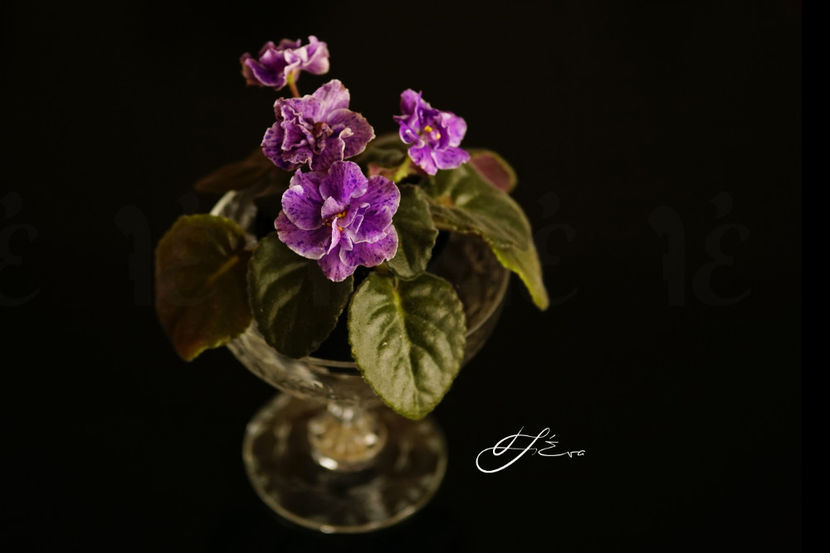 AE It s Raining - Violete de colectie