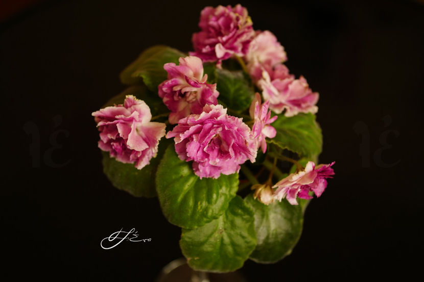 Ledianaia Rosa - Violete de colectie
