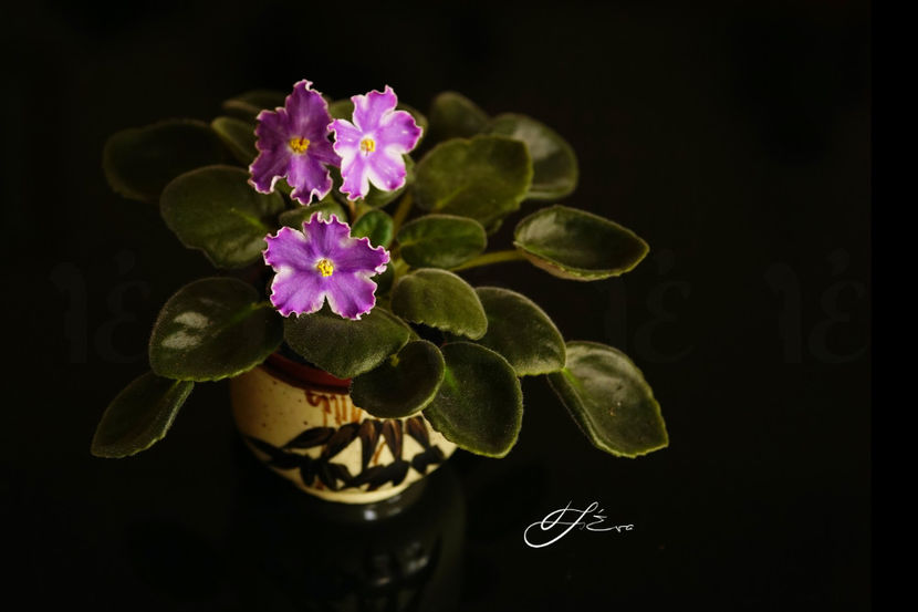 DS Izyum - Violete de colectie