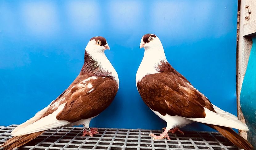 Perechea  47 - B - Perechi 2024