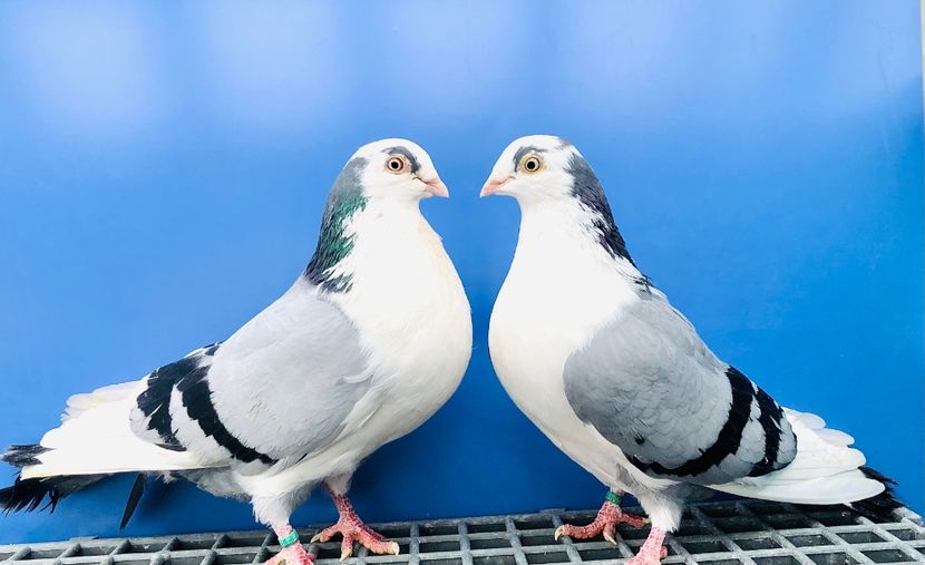 Perechea  66 - B - Perechi 2024