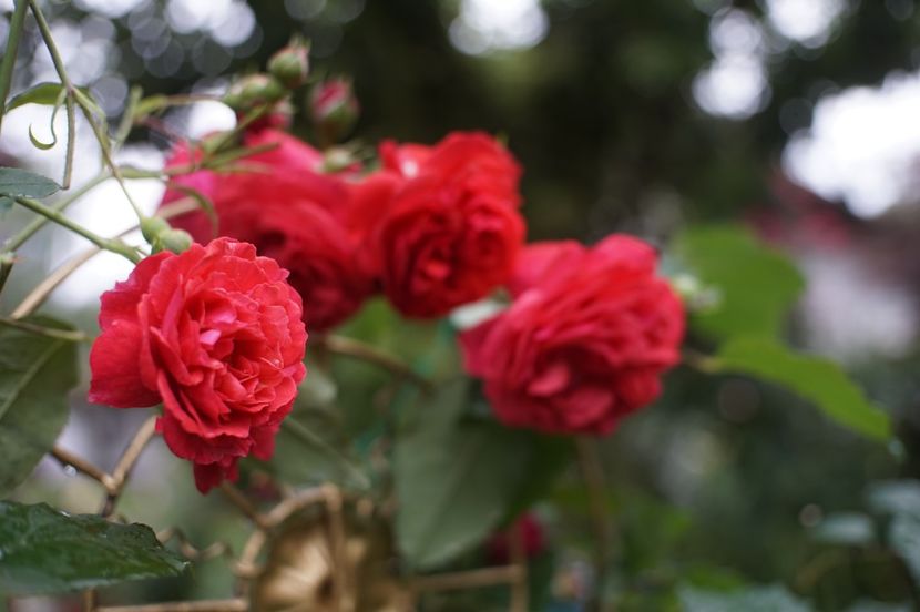  - Rita des Trois Lucs