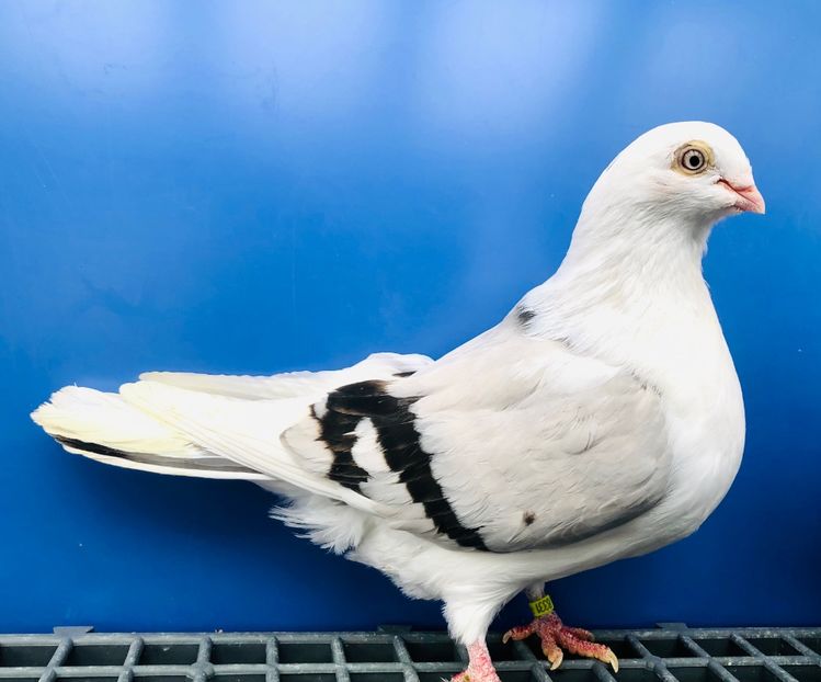 8831  Femelă  2017 - Plecați ALBUM 4