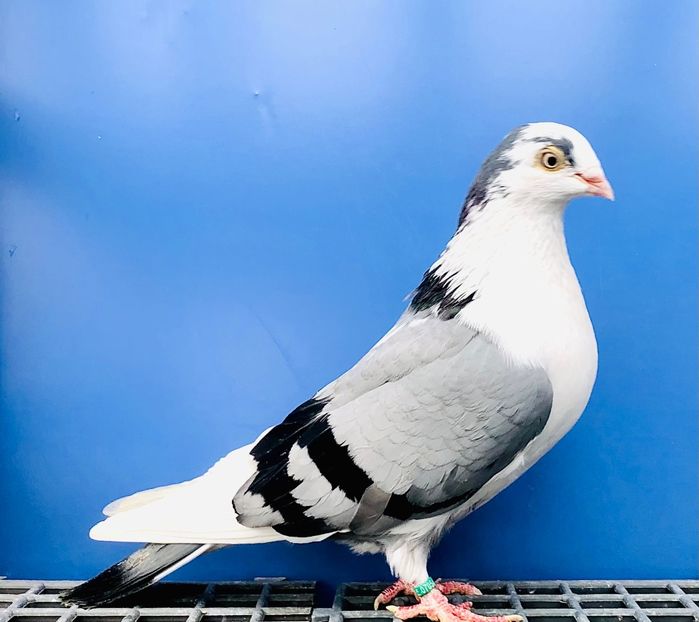 7054  Femelă  2019 - 00001 porumbei dragi mie arhivă