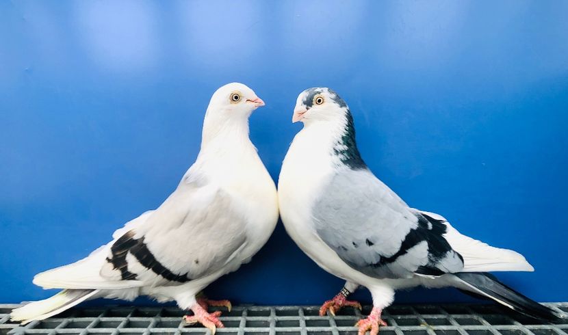 Perechea  65 - B - Perechi 2024