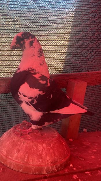 7C1E2577-AD52-4AD2-834E-51D3F77D6D5B - Achiziti pt 2024