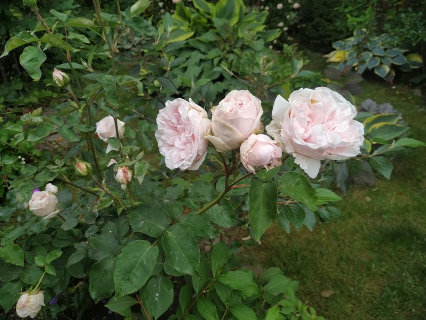  - Souvenir de la Malmaison