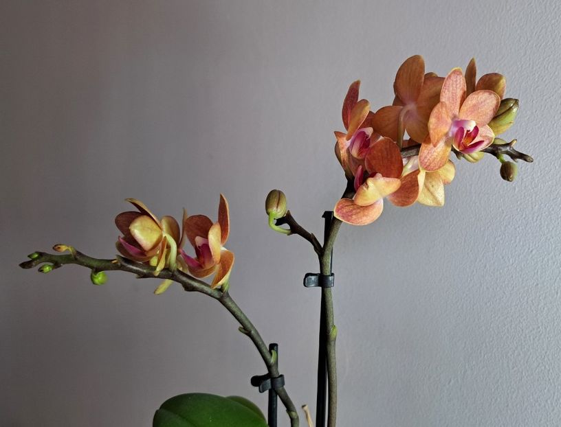  - Mini phalaenopsis