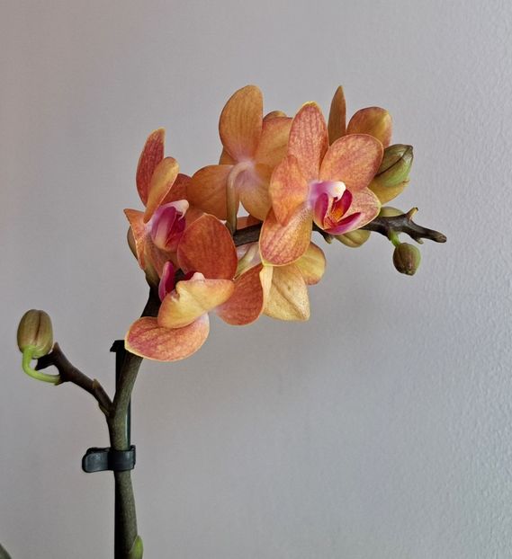  - Mini phalaenopsis