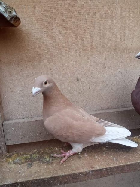  - Nu îmi aparțin 7