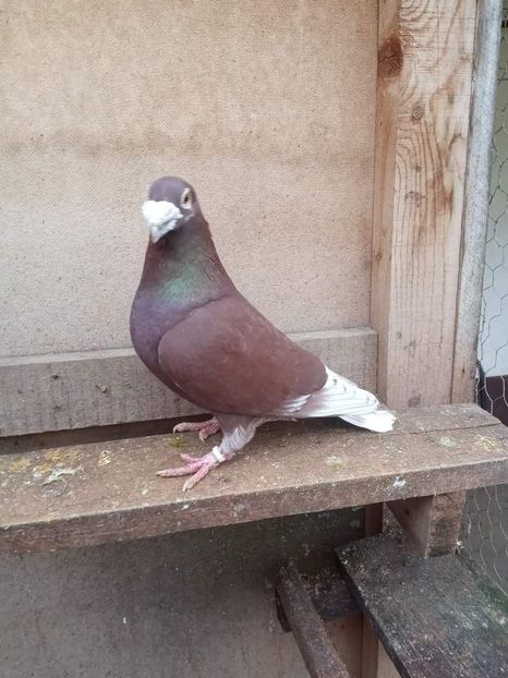  - Nu îmi aparțin 7