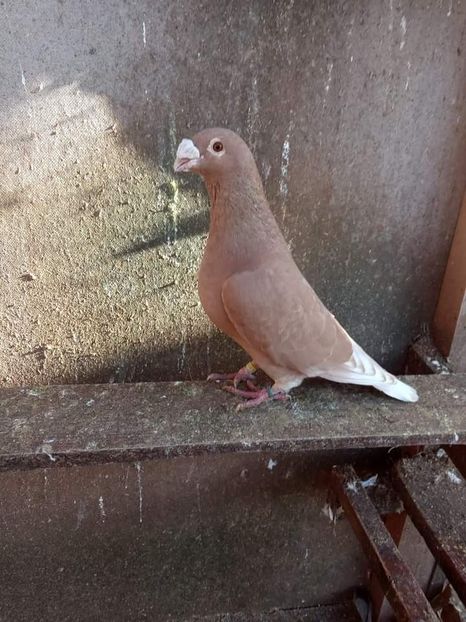  - Nu îmi aparțin 7