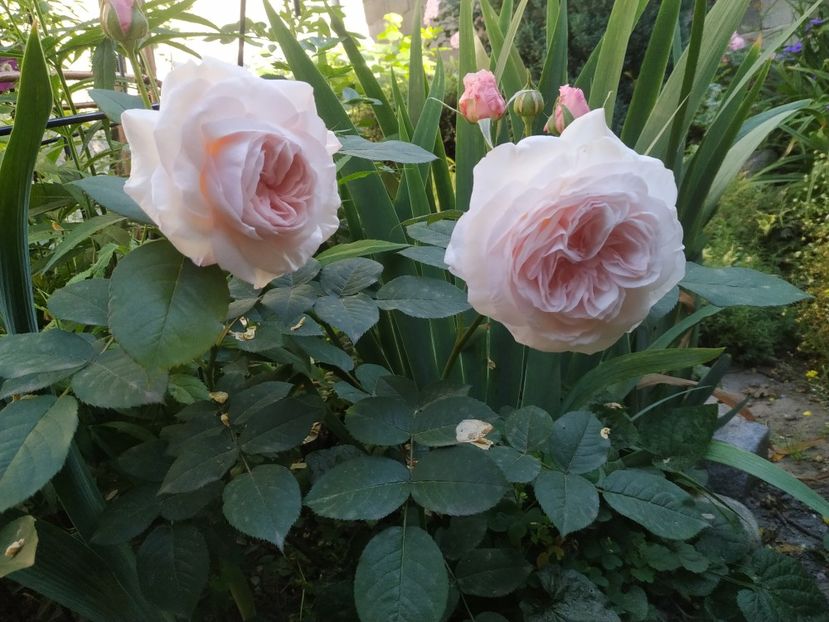  - Princess Olga of Yugoslavia