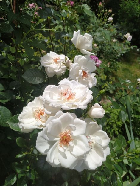  - Starlight Symphony