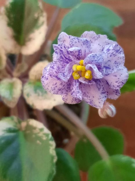  - Rob s Kaleidoscope