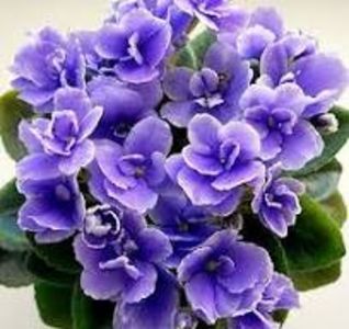 descărcare - ZZHoney Blue Ace