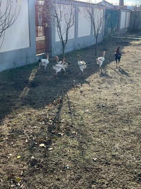 Găini Malaez - 2024 Găini Combatant Malaez Talie Mare
