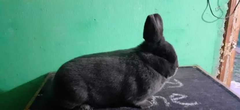  - Vienezi albastrii 2023