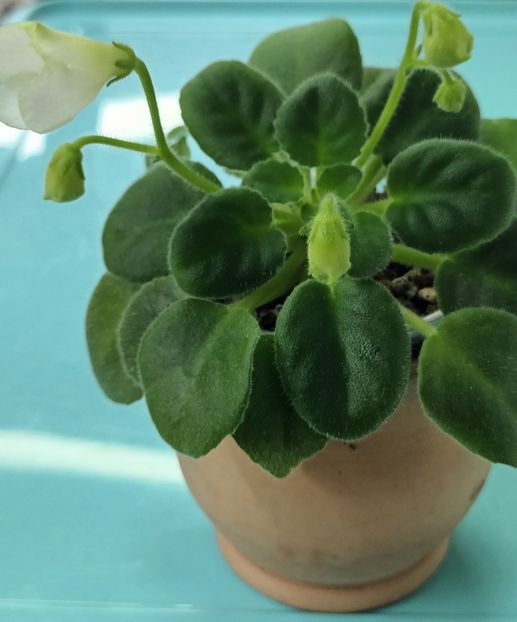  - Mac s Callow Carillion