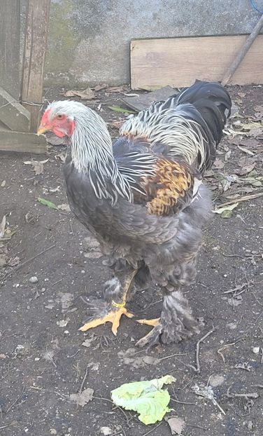  - a__Pui și tineret brahma 2023