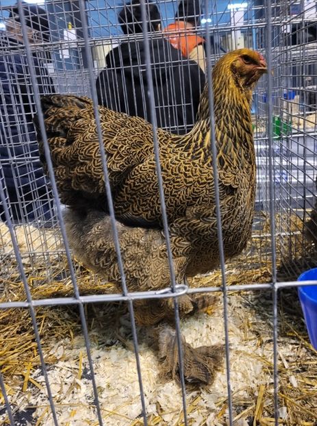 Screenshot_20231224_071411_Gallery - a__Pui și tineret brahma 2023