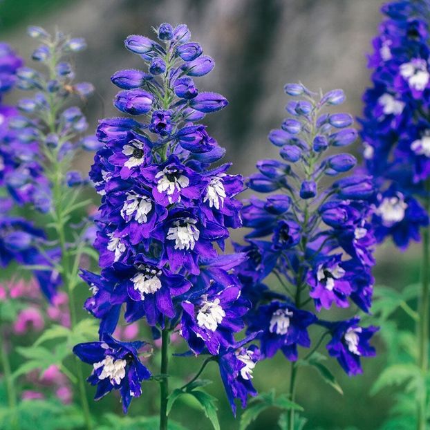 delphinium-delphina-dark-blue-white-bee-9cm-pot-perennials-219289 - 0 Delphinium cultorum -poze preluate