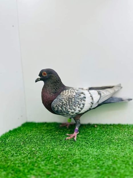  - Nu îmi aparțin 7