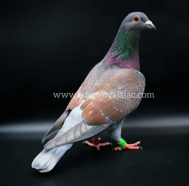  - Nu îmi aparțin 7