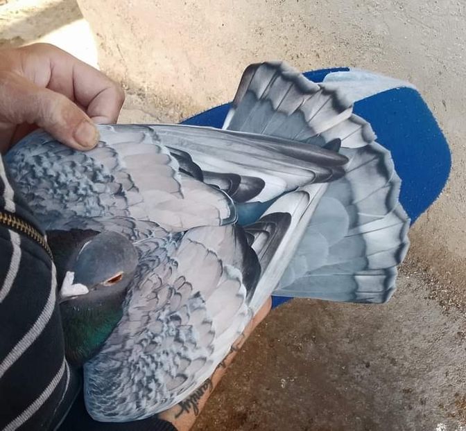  - Nu îmi aparțin 7