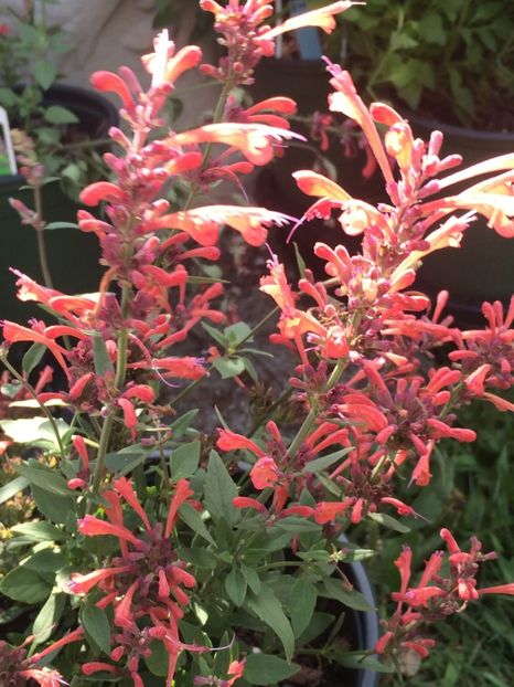 AGASTACHE KUDOS™ CORAL. - PLANTE PERENE-SOARE-2024