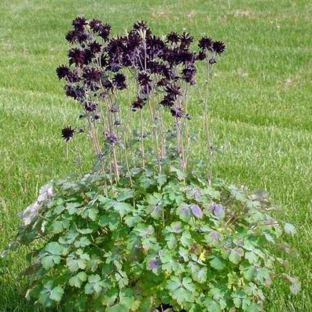 AQUILEGIA BLACK BARLOW V, - PLANTE PERENE-SOARE-2024