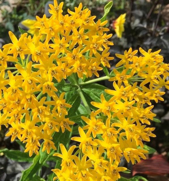 ASCLEPIAS TUBEROSA HELLO YELLOW - PLANTE PERENE-SOARE-2024