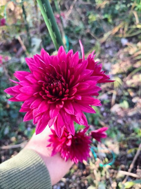 IMG20231119135728 - Noiembrie 2023