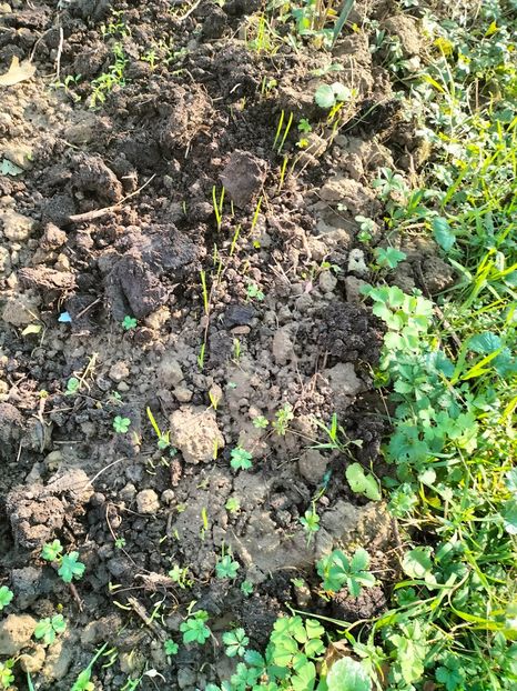 IMG20231119135005 - Noiembrie 2023