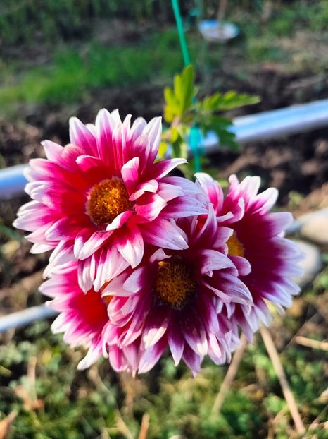 IMG20231119134314 - Noiembrie 2023