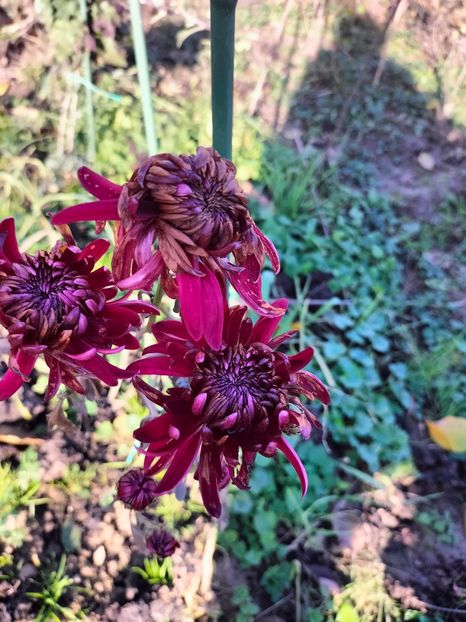 IMG20231119134249 - Noiembrie 2023