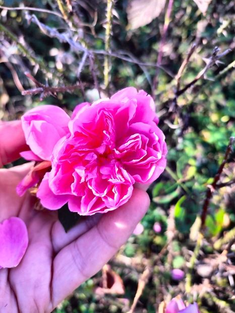 IMG20231119133929 - Noiembrie 2023