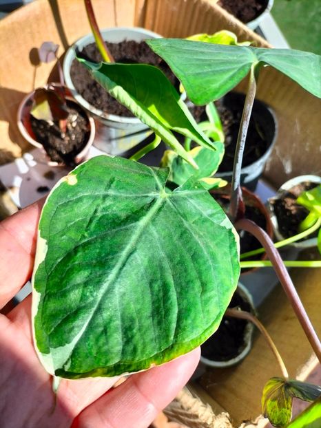 IMG20230929130758 - Noiembrie 2023