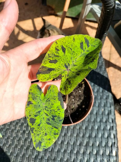 IMG20230929130738 - Noiembrie 2023