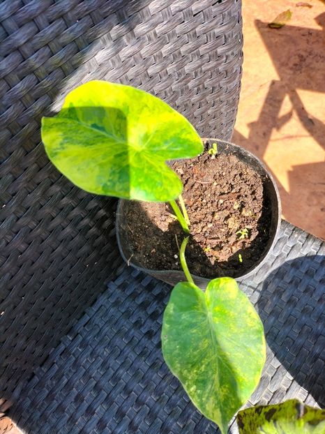 IMG20230929130733 - Noiembrie 2023